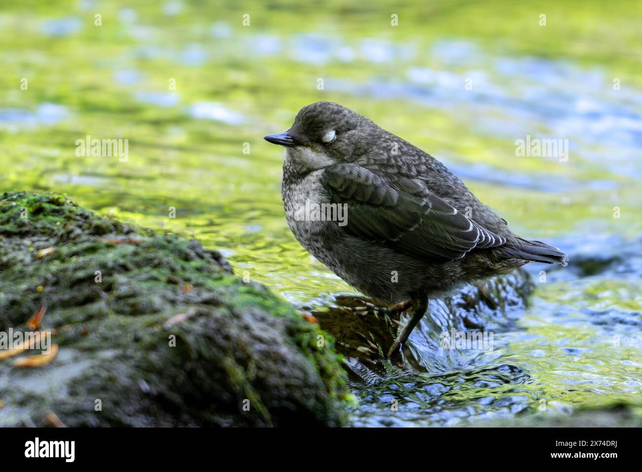 Cucchiaia dalla gola bianca / cucchiaia dell'Europa centrale (Cinclus cinclus aquaticus) lampeggiante giovanile che mostra palpebra bianca piumata nel corso del fiume / fiume Foto Stock