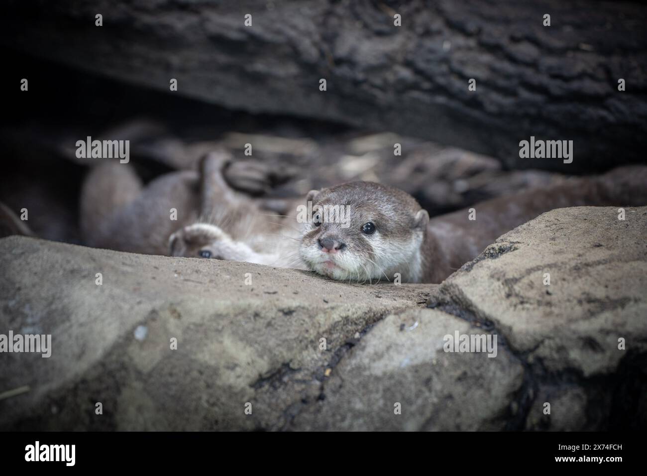 European Zoo Survey, lontre che godono delle temperature più calde allo zoo dell'Hertfordshire credito: Mark Bourdillon/Alamy Live News Foto Stock