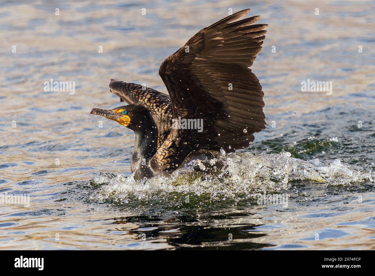 Un uccello cormorano a doppia cresta con ali brillanti color bronzo che atterrano in un lago con un grande spruzzo. Vista ravvicinata. Foto Stock