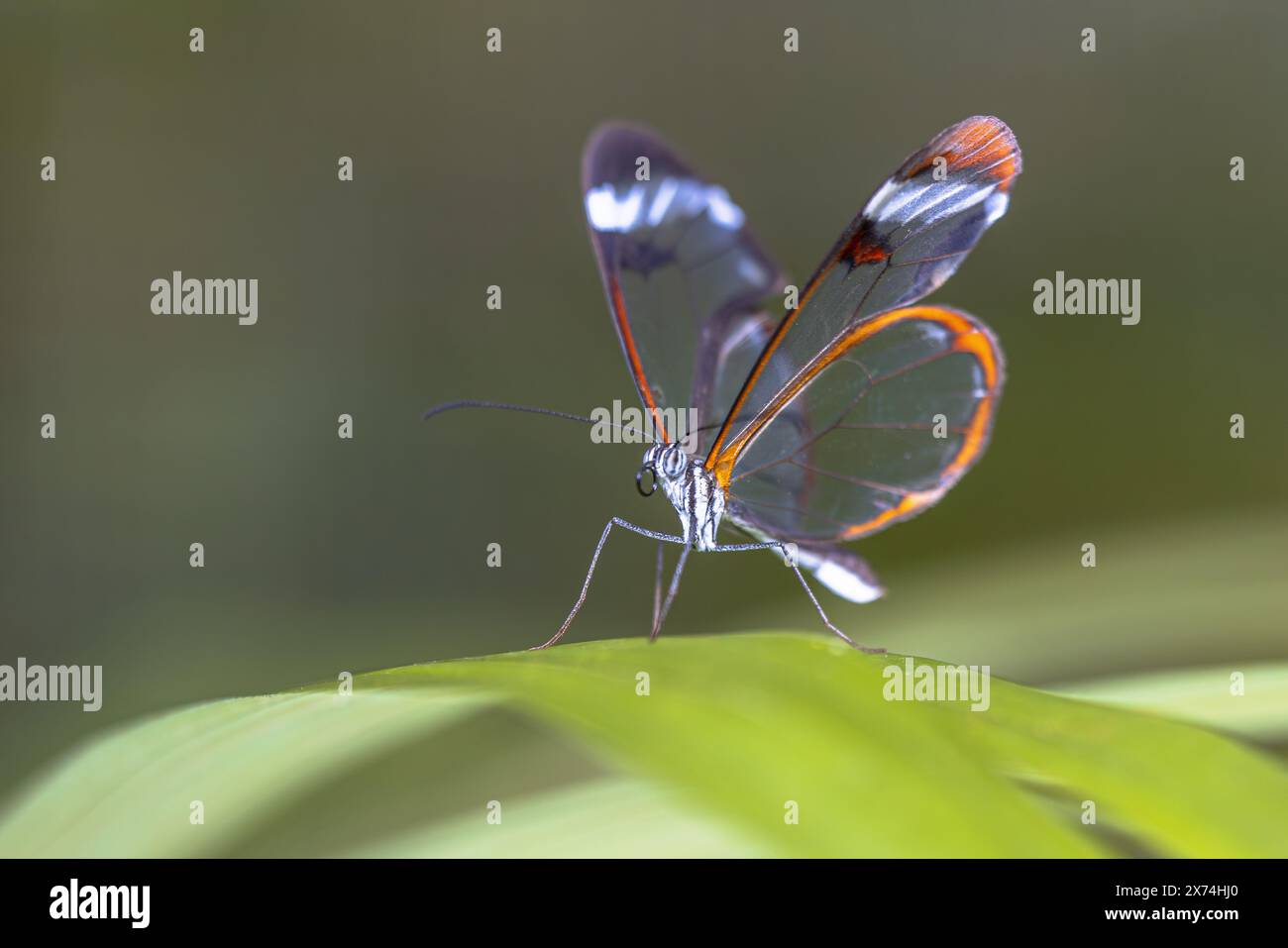 Glasswing Butterfly (Greta oto) è una specie di farfalla dai piedi di spazzola e membro della sottofamiglia Danainae, tribù Ithomiini e sottotribù Godyridina. Foto Stock