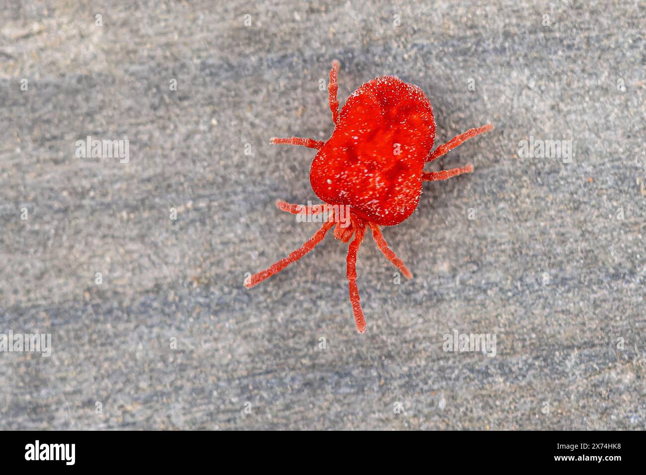 L'acaro rosso (Trombidium holosericeum) è una specie di acaro del genere Trombidium. Si verifica in Europa, Asia e Africa ed è comunemente confuso con o Foto Stock