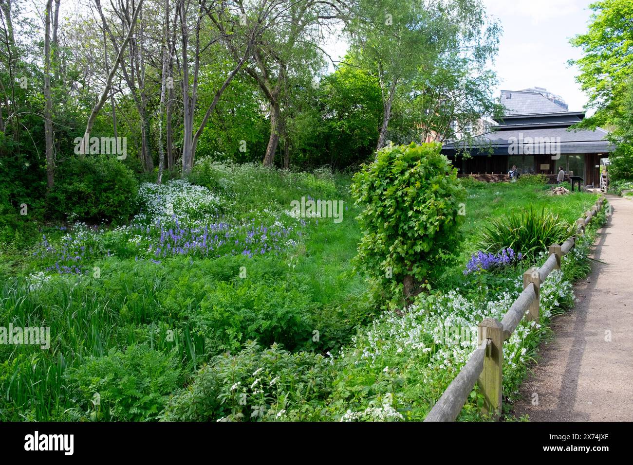 Riserva naturale urbana di Camley Street Natural Park nella primavera di aprile 2024 Londra Inghilterra Regno Unito Foto Stock