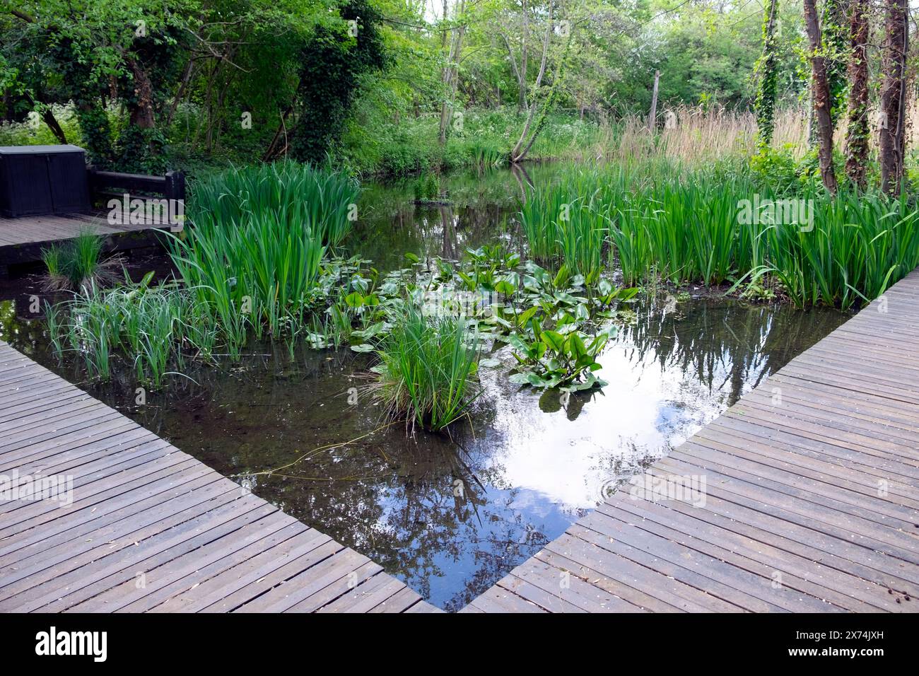 Riserva naturale urbana di Camley Street Natural Park nella primavera di aprile 2024 Londra Inghilterra Regno Unito Foto Stock
