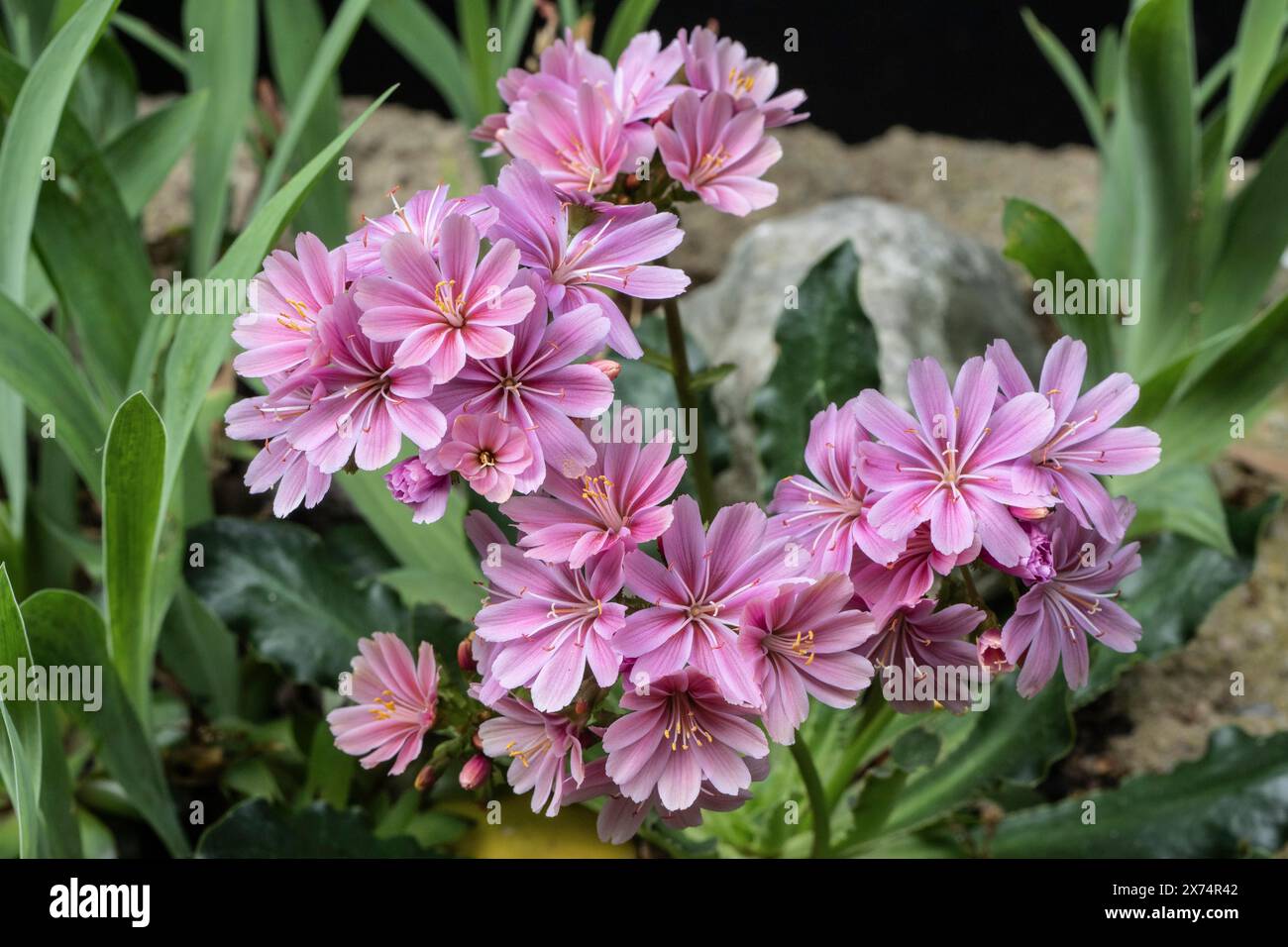 Bitterroot (Lewisia cotiledone), Emsland, Bassa Sassonia, Germania Foto Stock