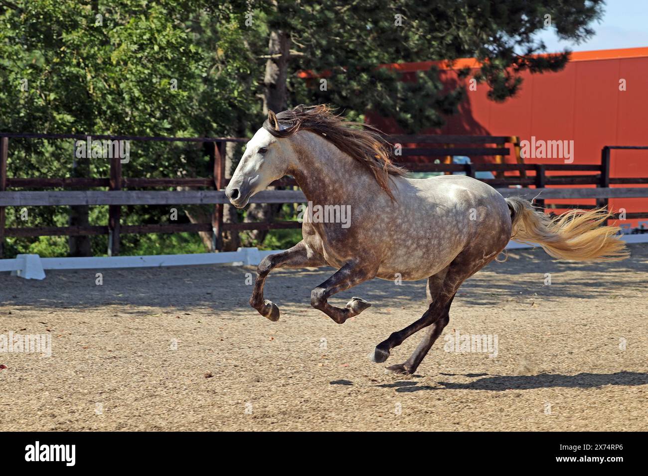 Cavallo andaluso, andaluso Foto Stock