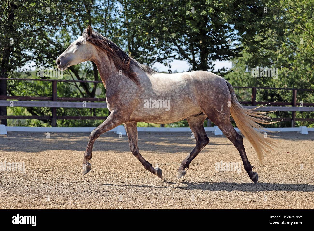 Cavallo andaluso, andaluso Foto Stock