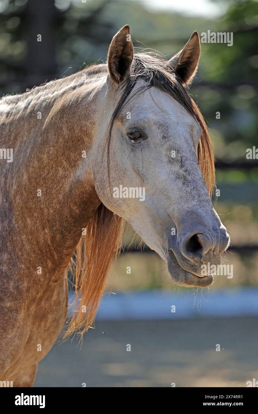 Cavallo andaluso, andaluso Foto Stock