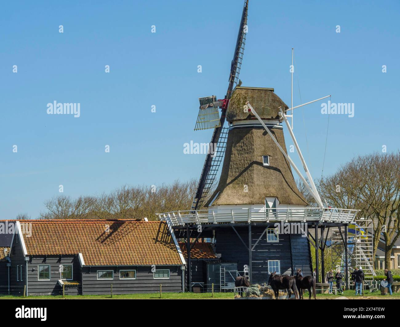 Molte pecore in un prato con un mulino sullo sfondo, Hollum, ameland, paesi bassi Foto Stock