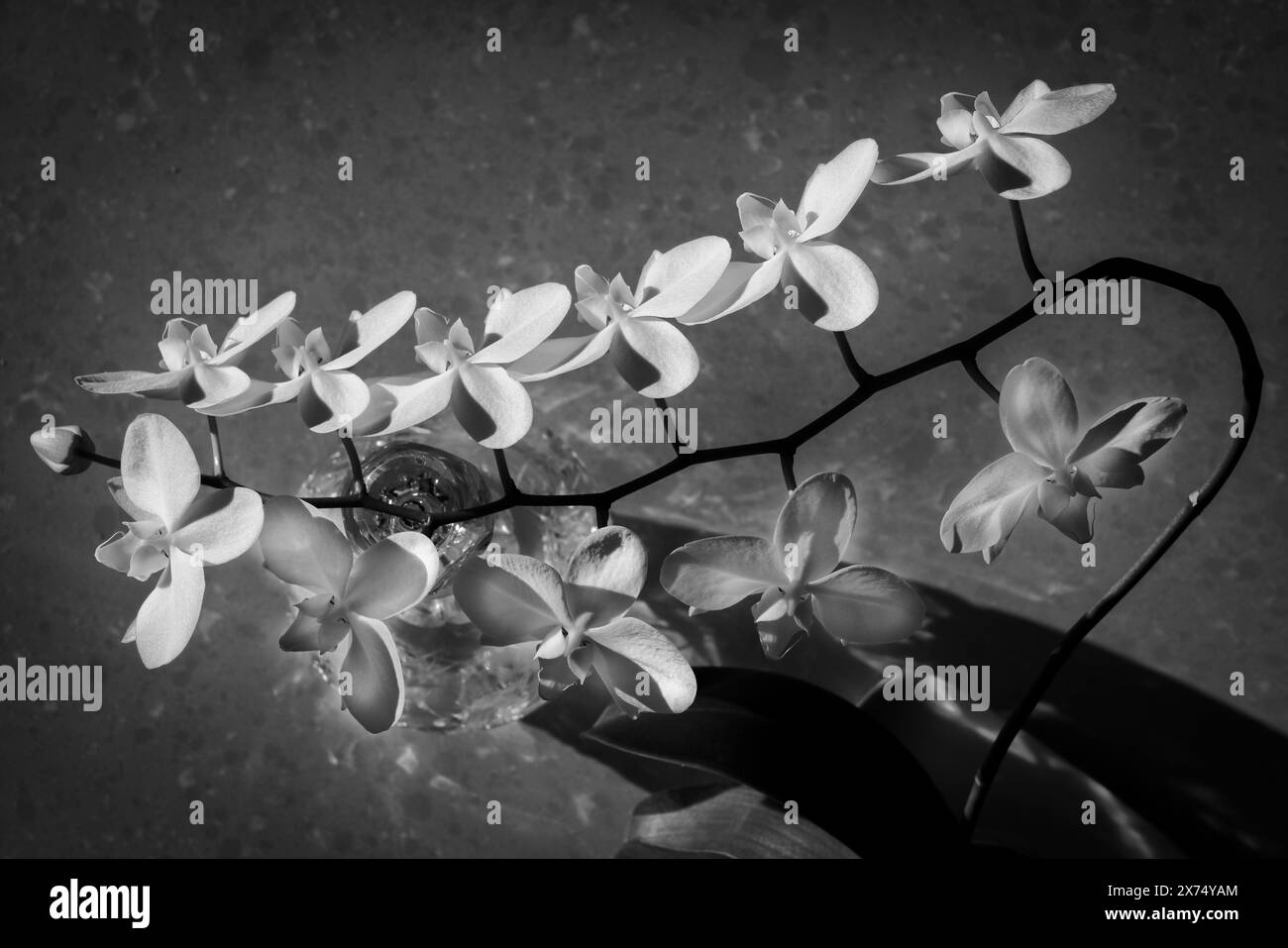 Orchidea Moth (Phalaenopsis) in piena fioritura a casa. Foto Stock