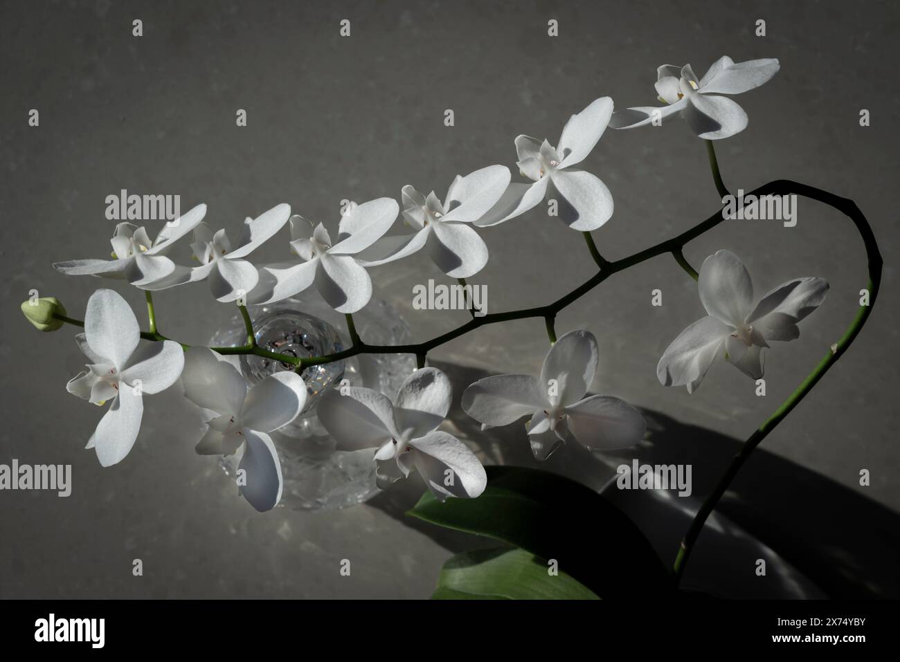 B&W di orchidea Moth (Phalaenopsis) in piena fioritura a casa. Foto Stock