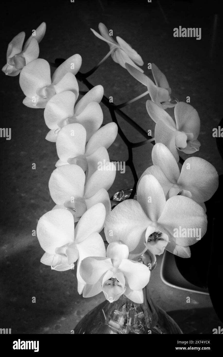 B&W di orchidea Moth (Phalaenopsis) in piena fioritura a casa. Foto Stock