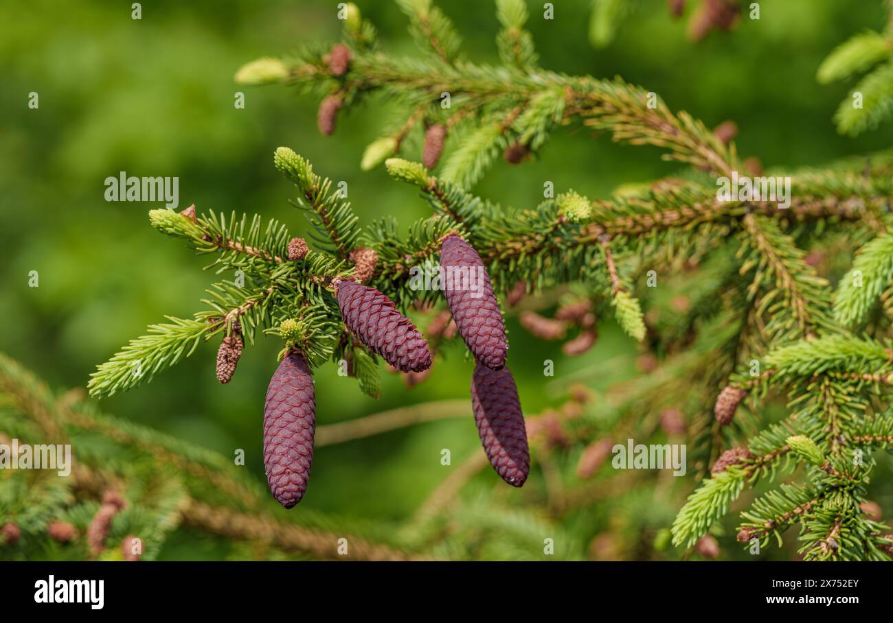 Un primo piano di un cono di pino corto su un ramo d'albero, che mostra la bellezza di questa conifera sempreverde. Una pianta terrestre con un'unica via fruttata Foto Stock