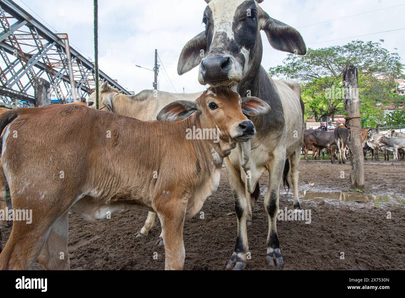 Cachoeira, Bahia, Brasile - 10 agosto 2019: I bovini da macello sono visti in una fiera del bestiame nella città di Cachoeira in Bahia. Foto Stock