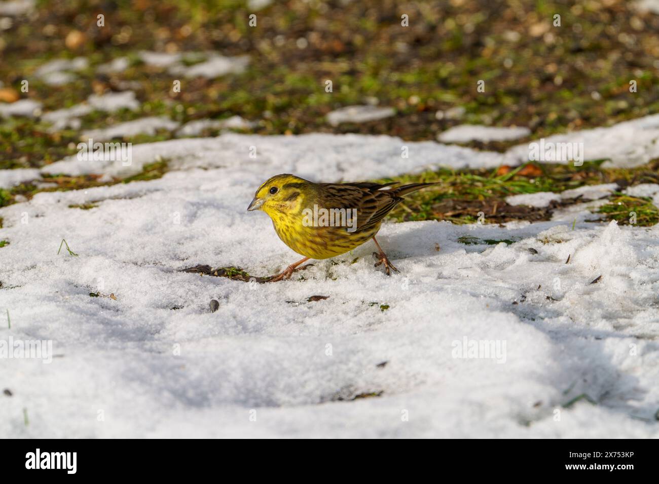 Emberiza citrinella famiglia Emberizidae genere Emberiza Yellowhammer fotografia di uccelli selvatici, foto, carta da parati Foto Stock