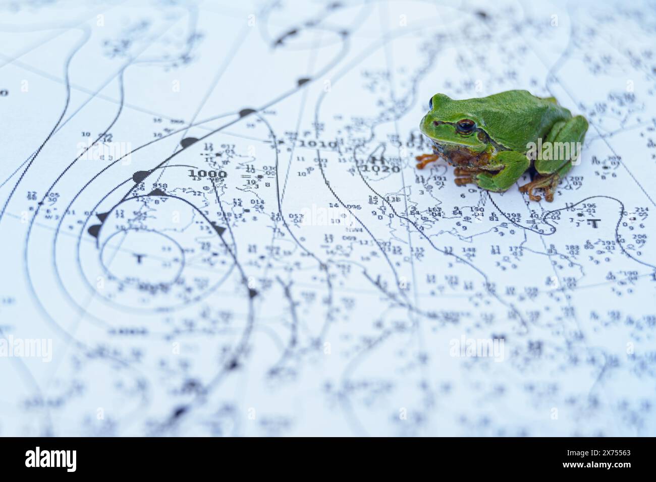La rana europea (Hyla arborea) è una piccola rana. Foto Stock