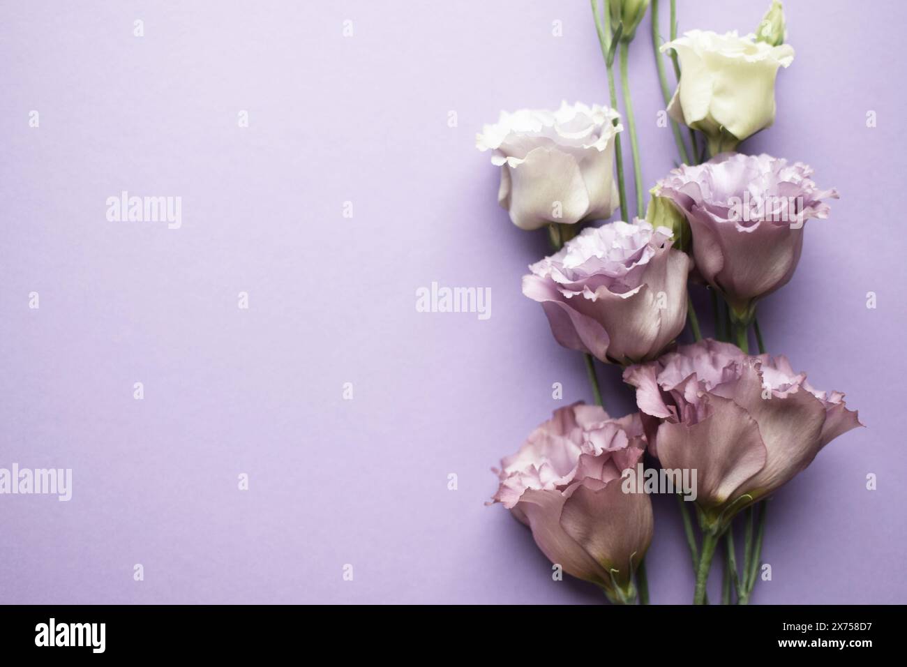 Bellissimi fiori di eustoma viola (lisianthus) in piena fioritura con foglie di gemme. Bouquet di fiori su sfondo lilla. Copia spazio Foto Stock