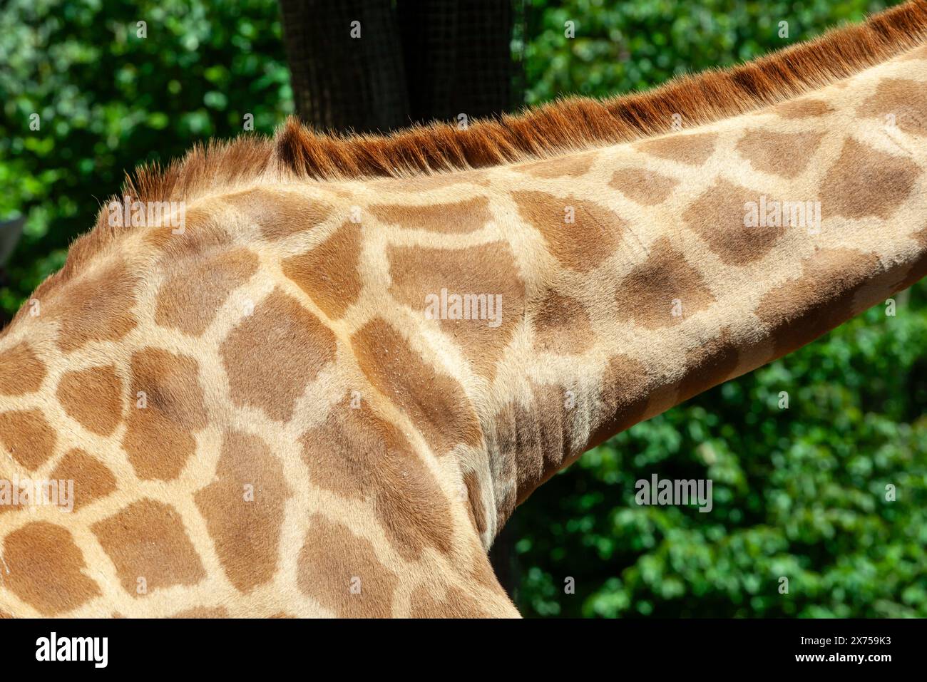 Foto dettagliata che mostra il motivo unico sul collo e sulla pelle di una giraffa, mettendo in risalto gli intricati disegni della natura sotto la luce del sole Foto Stock