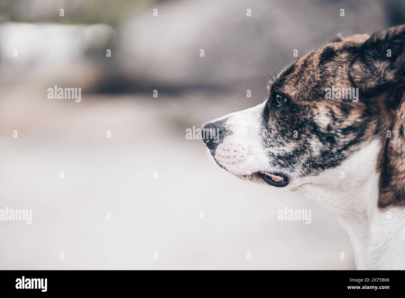 Cane di razza mista che guarda di profilo Foto Stock