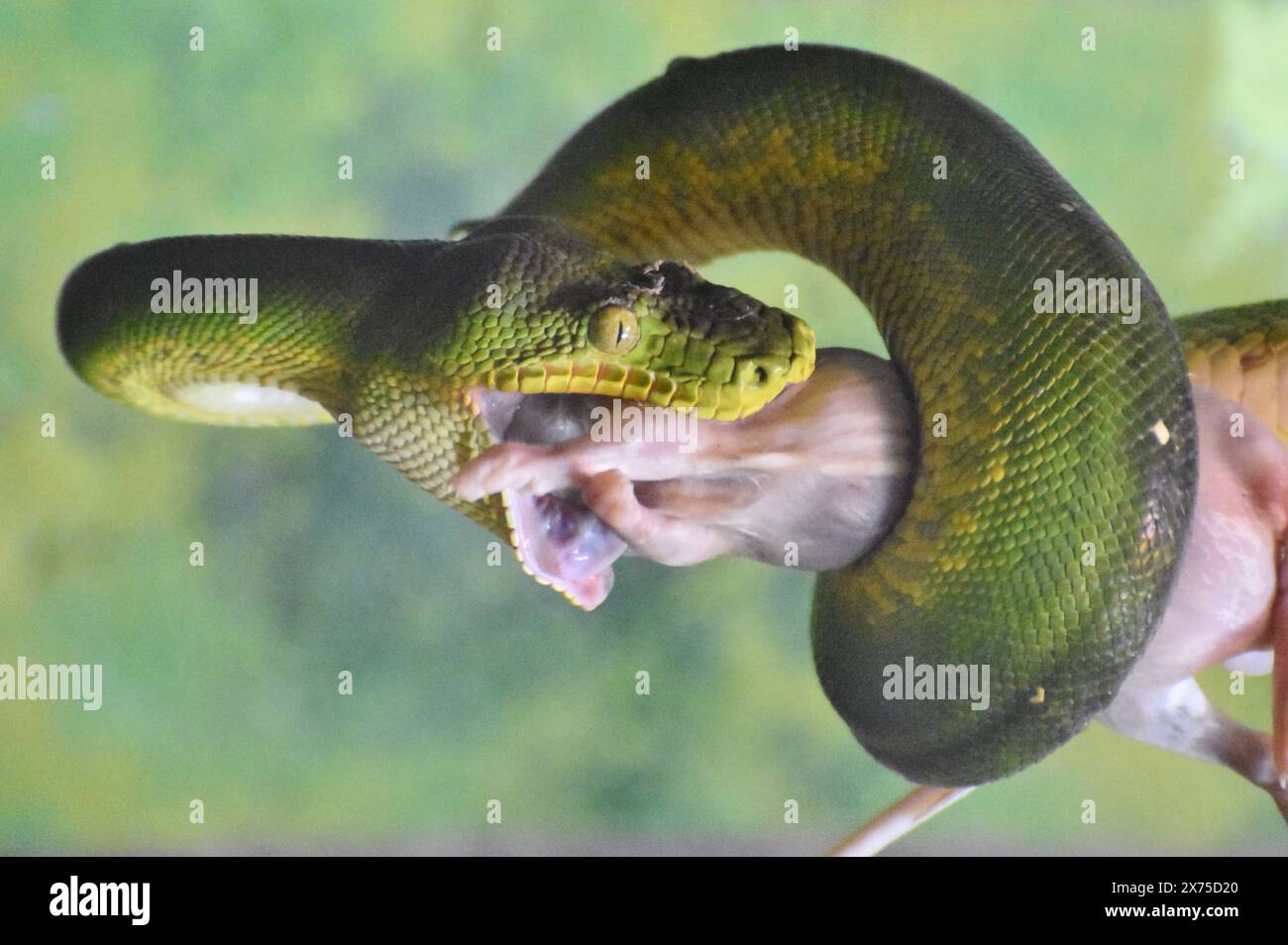 Un boa di smeraldo (Corallus caninus) che mangia un topo. Questa specie di boa si trova nelle foreste pluviali del Sud America. Foto Stock