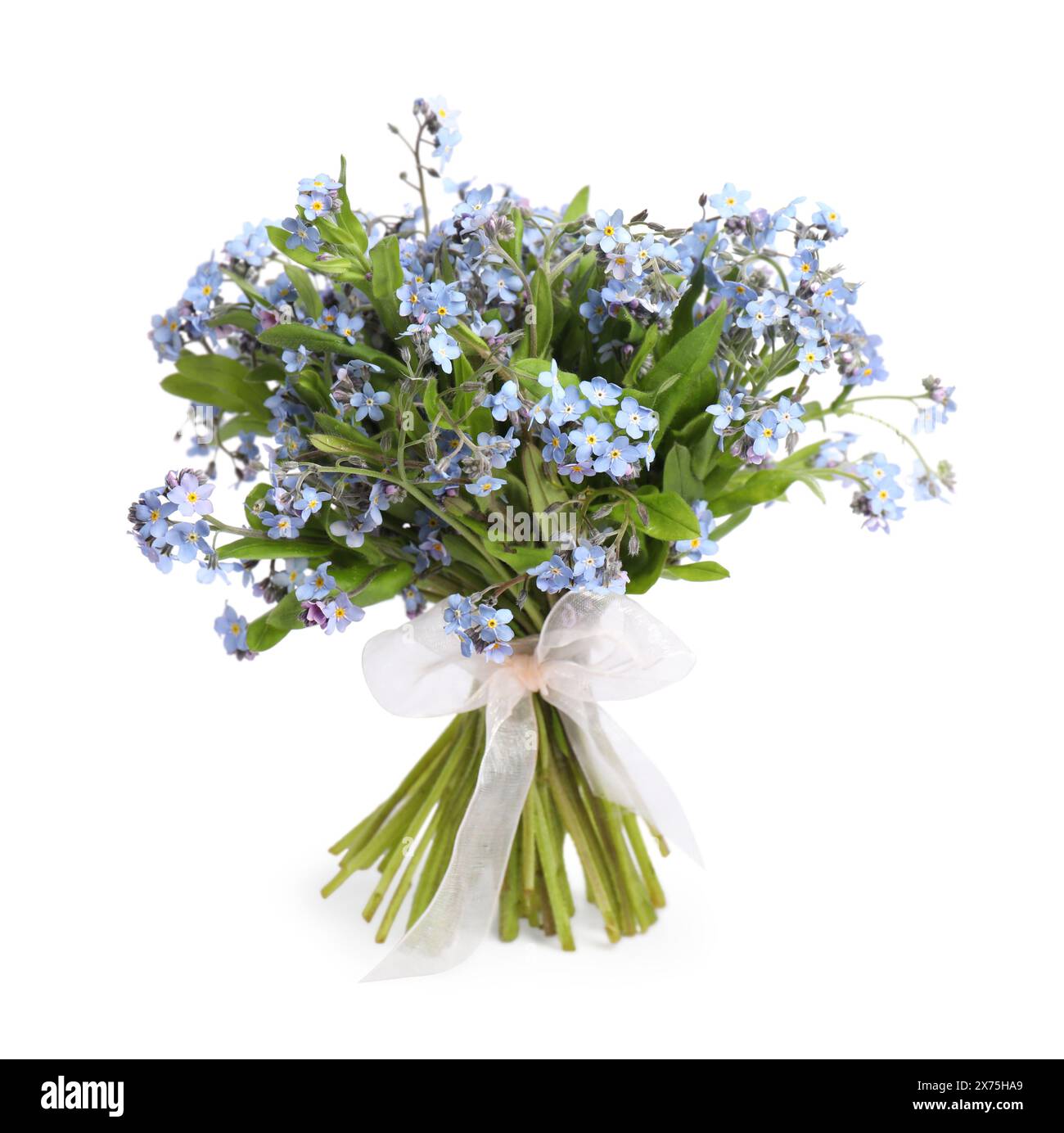 Bouquet di bellissimi fiori "dimentica" su sfondo bianco Foto Stock