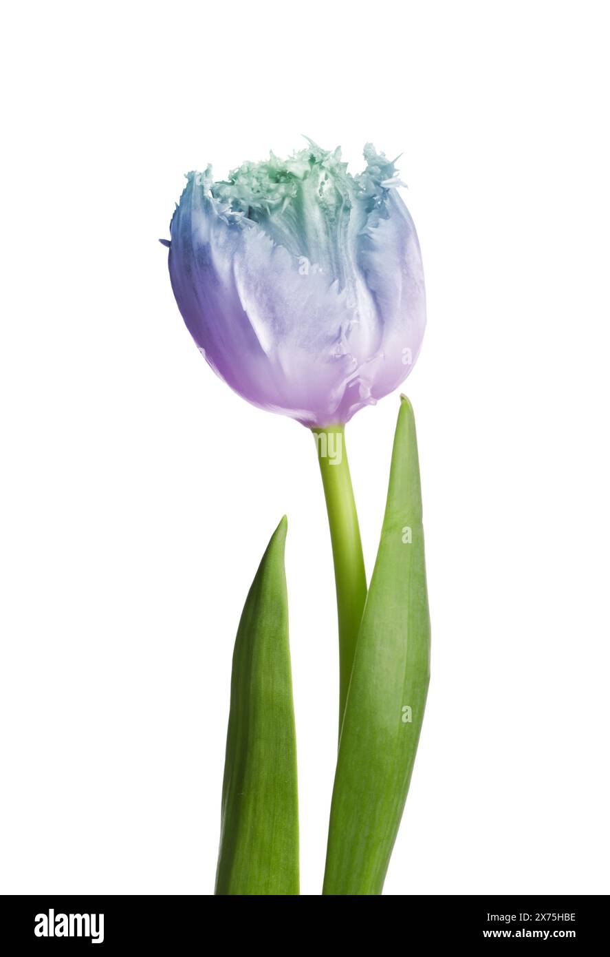 Bellissimo tulipano blu e viola isolato su bianco. Fiore brillante Foto Stock