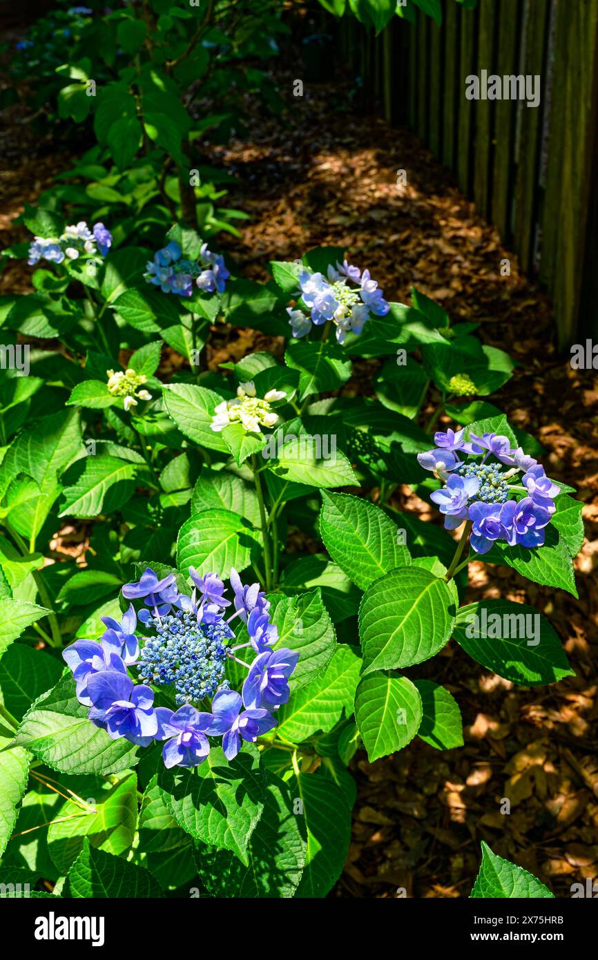 Endless Summer, Twist-n-Shout, Hydrangea che cresce nel giardino di casa in Alabama, Stati Uniti. Foto Stock