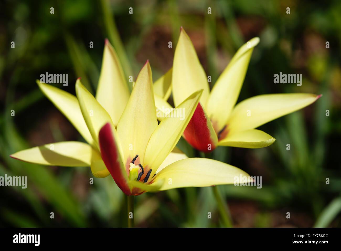 Lady Tulips gialla Foto Stock