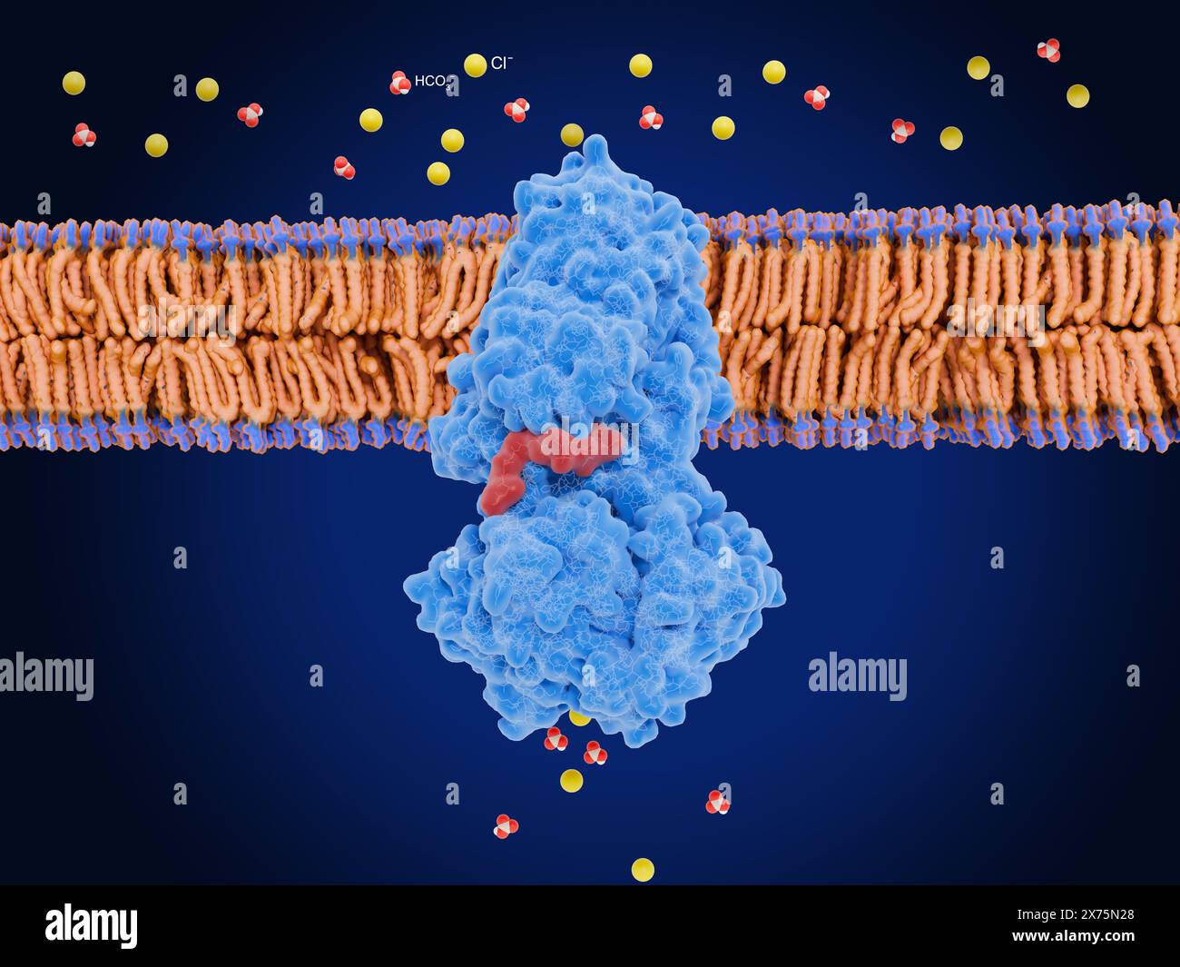 Illustrazione di un regolatore di conduttanza transmembrana della fibrosi cistica (CFTR) proteine (blu) che trasportano ioni cloruro (Cl-) e bicarbonato (HCO3-) A. Foto Stock