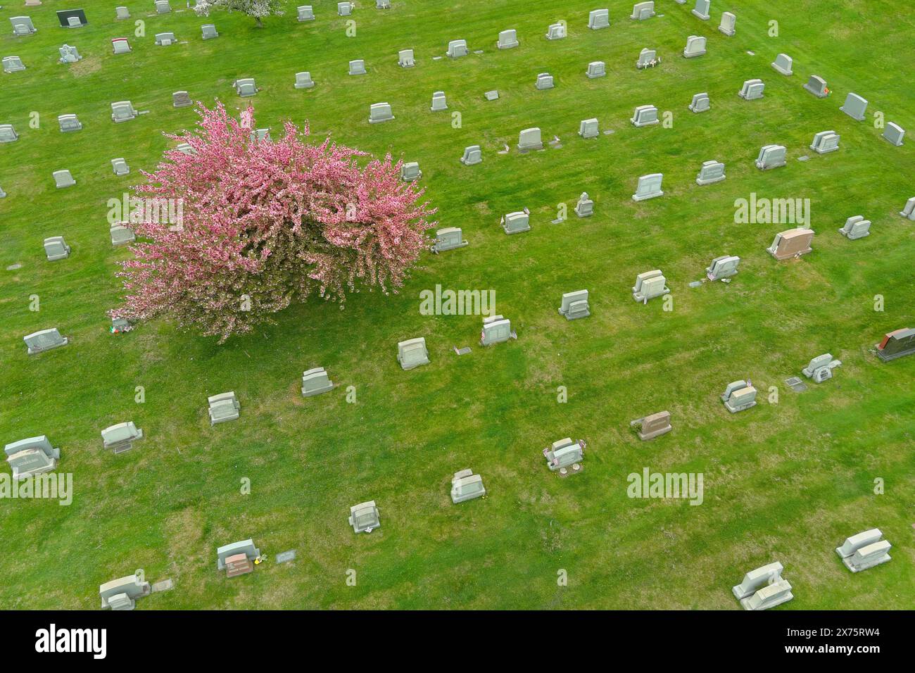 Vista aerea del cimitero con albero rosa, Pennsylvania, Stati Uniti Foto Stock