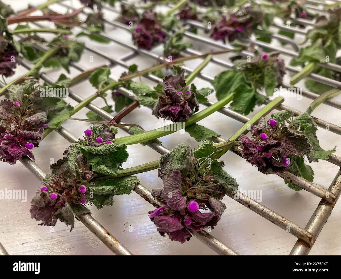 Le ortiche morte viola si asciugano per essere trasformate in tè, Pennsylvania, Stati Uniti Foto Stock