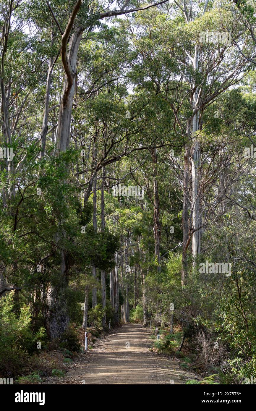 Strada sterrata attraverso alti boschi aperti, il circuito del lago artificiale, Maria Island, Tasmania Foto Stock