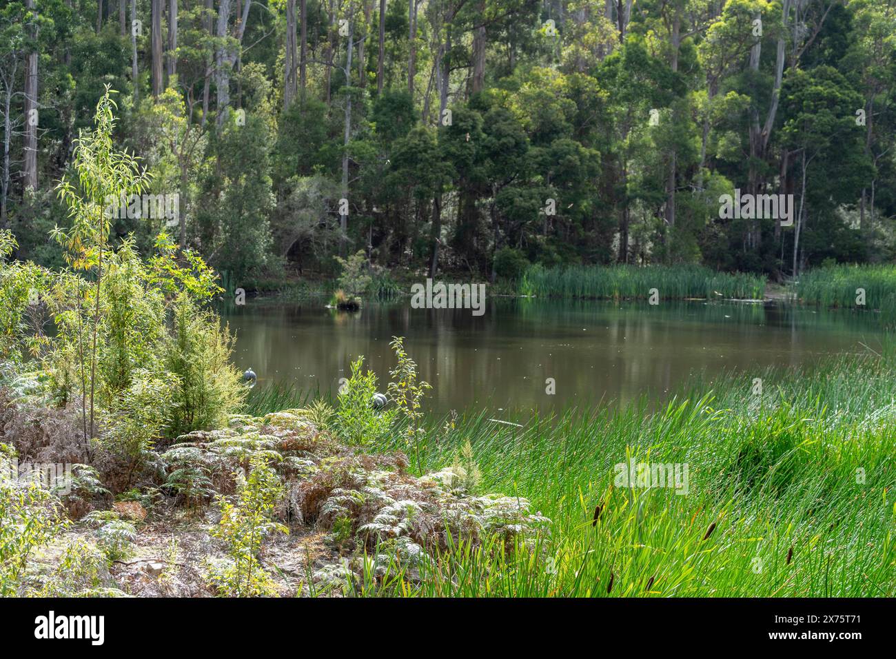 Il carcere ha costruito il serbatoio, il circuito del lago artificiale, Maria Island, Tasmania Foto Stock