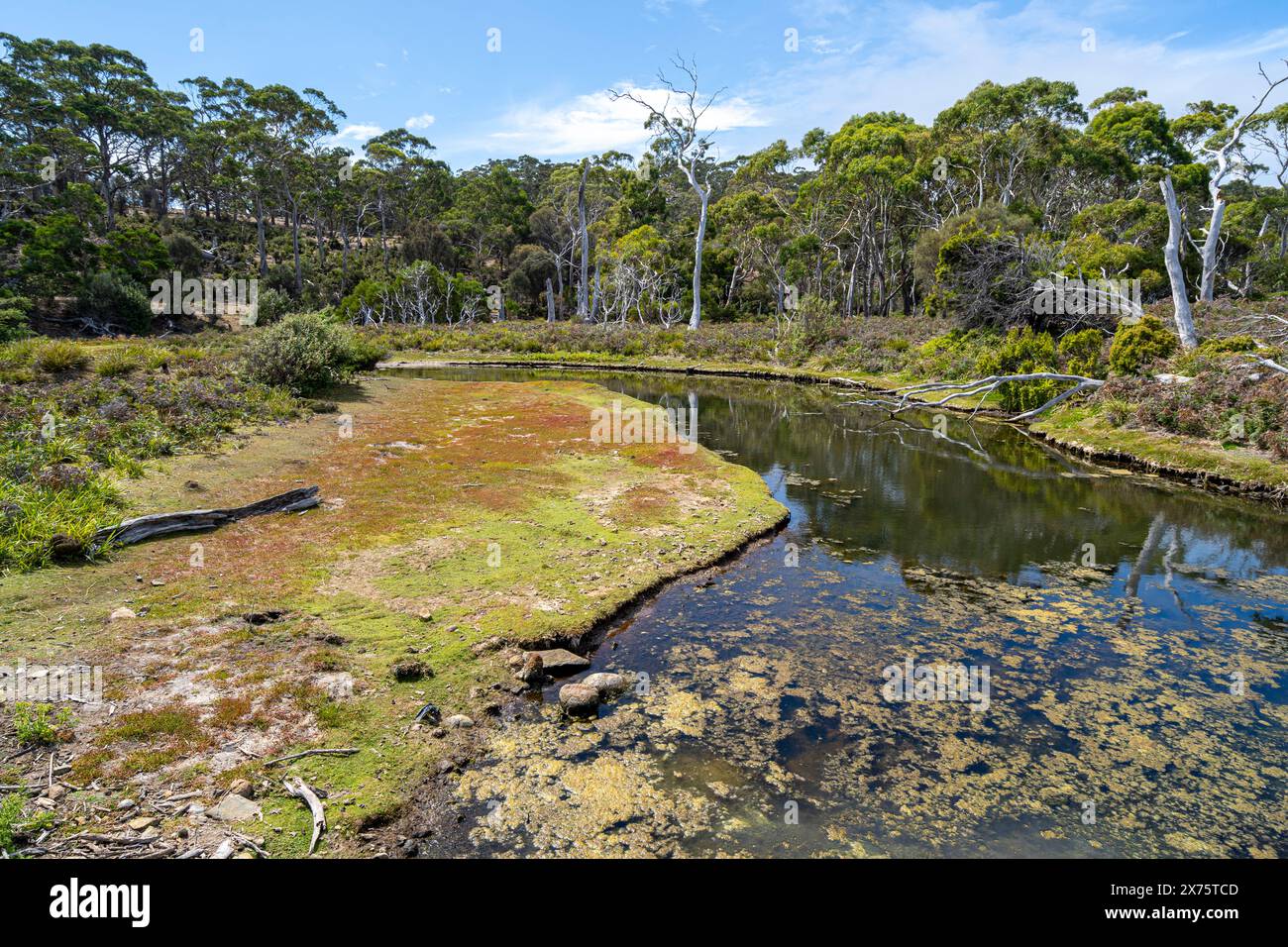 Counsel Creek a Rutherford Beach, Maria Island, Tasmania Foto Stock