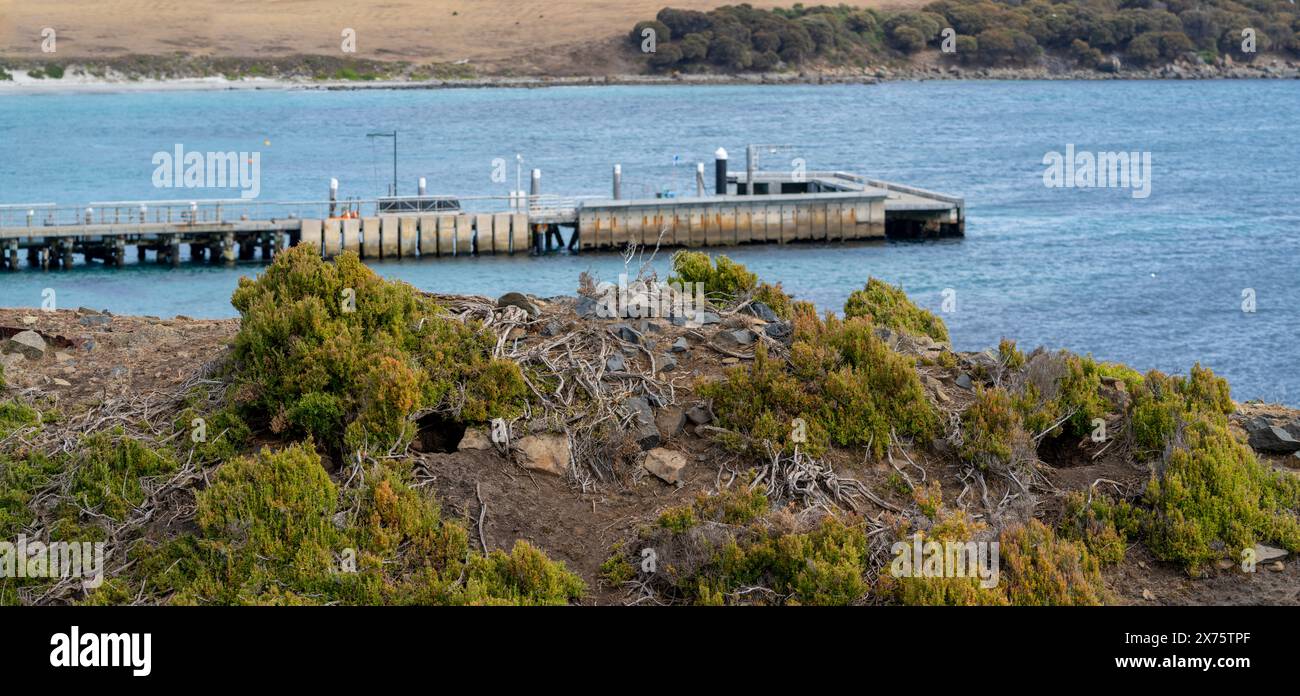 Maria Island Jetty con tane wombat in primo piano, Maria Island Tasmania Foto Stock