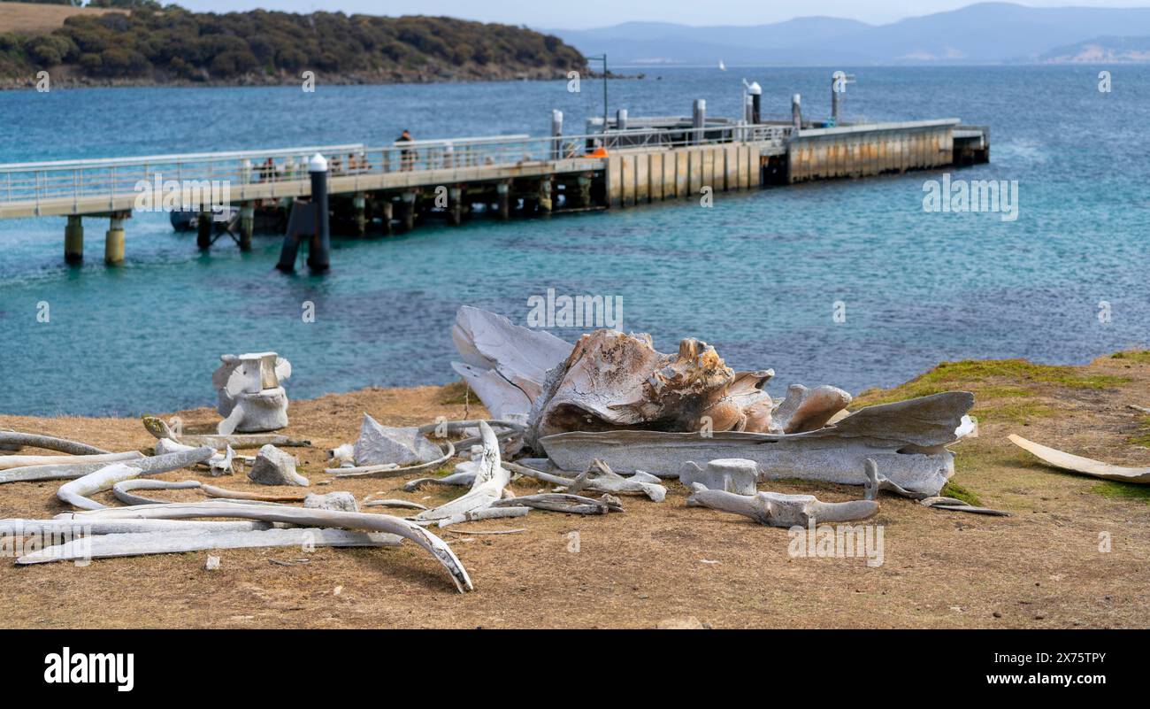 Maria Island Jetty, con ossa di balena sbiancate in primo piano, Maria Island Tasmania Foto Stock