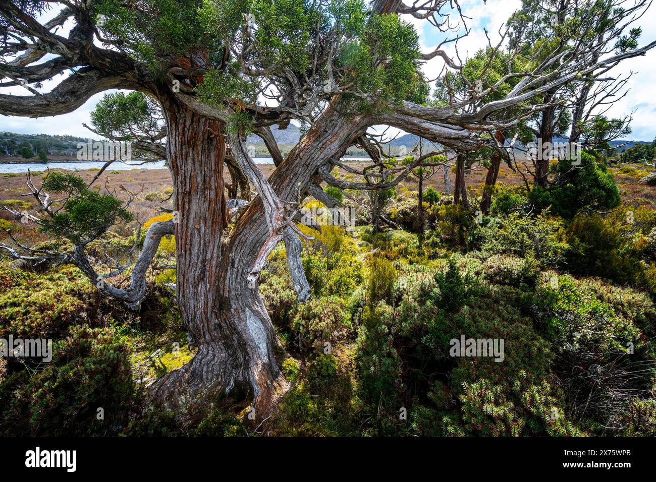 Pencil Pines sulla riva del lago Pine, Plateau centrale, Tasmania Foto Stock