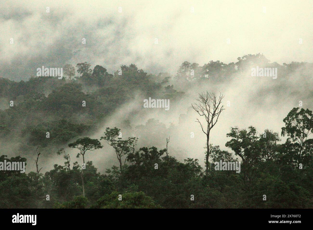 Foresta pluviale ai piedi del Monte Tangkoko e del Monte Duasudara (Dua Saudara) a Bitung, Sulawesi settentrionale, Indonesia. Il ministero dell'ambiente e delle foreste indonesiano (KLHK) ha dichiarato che negli ultimi anni il livello di deforestazione indonesiano è diminuito significativamente. Durante le presentazioni dell'Indonesia al 19° Forum delle Nazioni Unite sulle foreste (UNFF) di New York, Agus Justianto, Direttore generale della gestione sostenibile delle foreste di KLKH, ha affermato che i fatti possono essere spiegati scientificamente attraverso i dati del sistema di monitoraggio delle foreste. "I dati sulla copertura del suolo sono utilizzati come considerazione principale nella formulazione di dati nazionali... Foto Stock