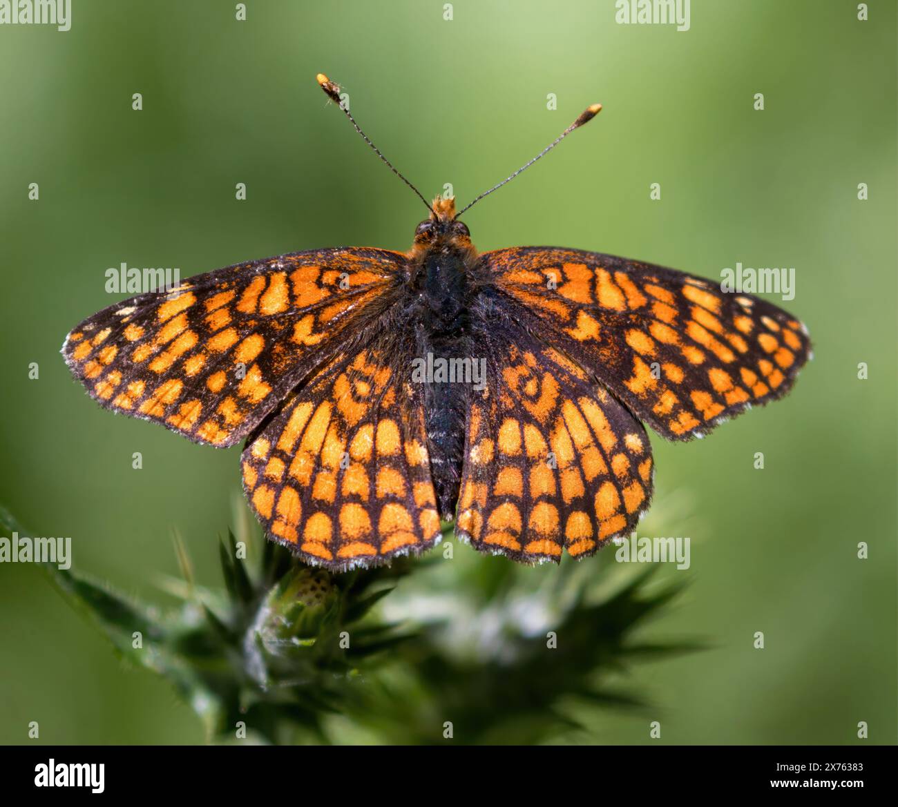 Farfalla di Checkerspot settentrionale che si nutre sul Cardo. Villa nascosta, Los Altos Hills, California. Foto Stock