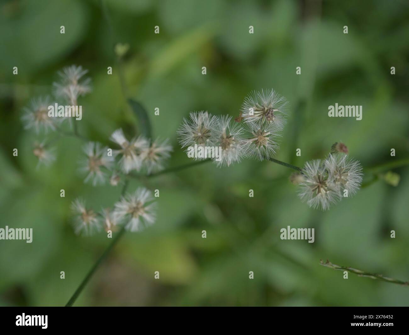 Sfondo naturale, sfondo di fondo Foto Stock