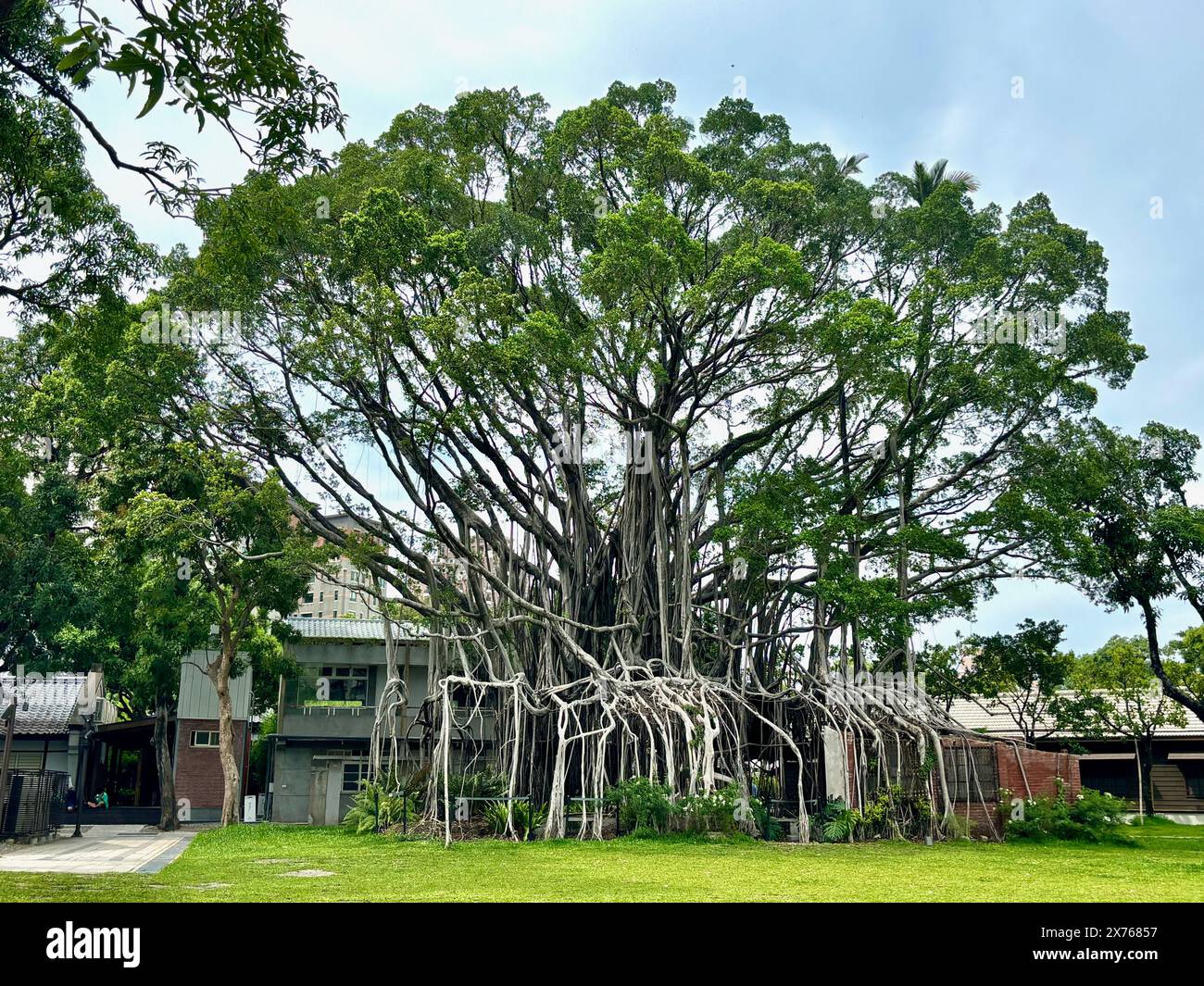 Un vecchio albero con molte radici aeree. Foto Stock