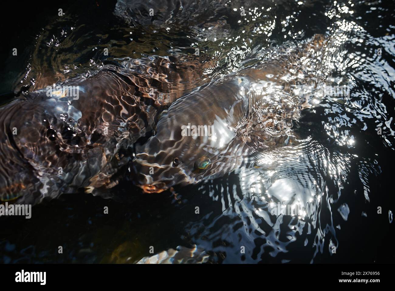Pesci Koi che nuotano nelle limpide acque fresche del villaggio di Gujo Hachiman in Giappone Foto Stock