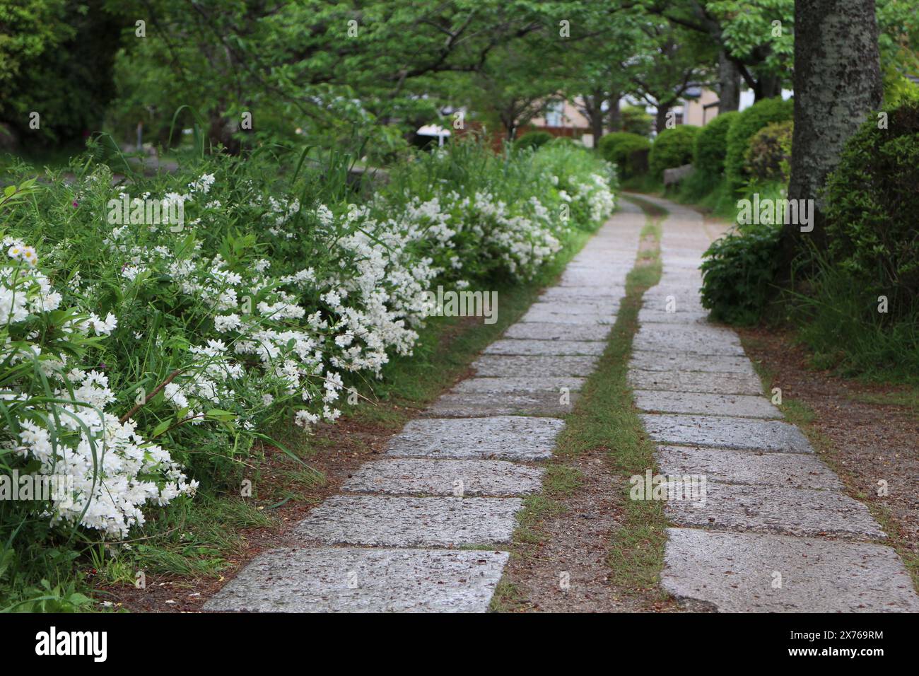 Percorso di Filosofia a Kyoto, Giappone Foto Stock