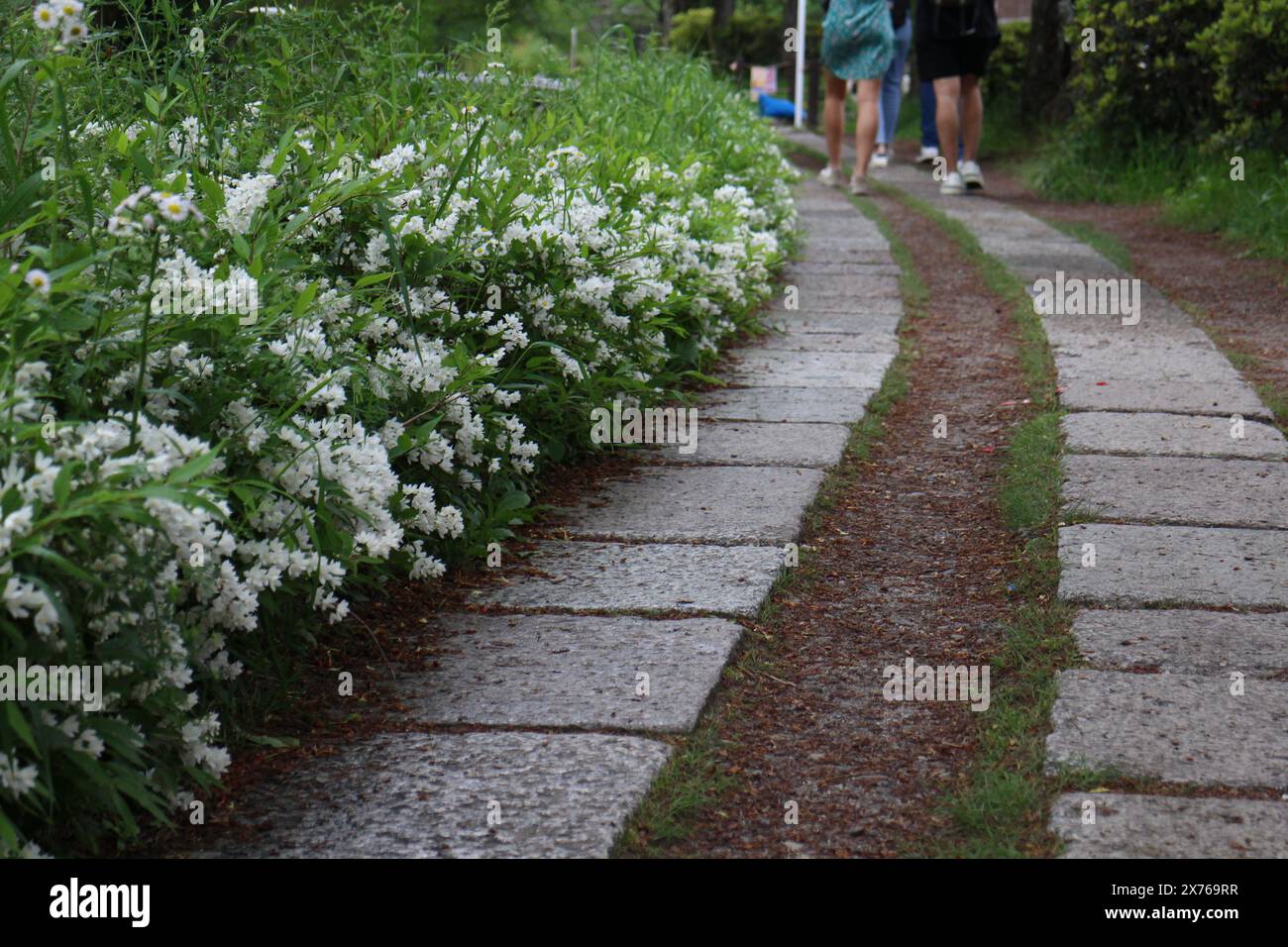 Percorso di Filosofia a Kyoto, Giappone Foto Stock