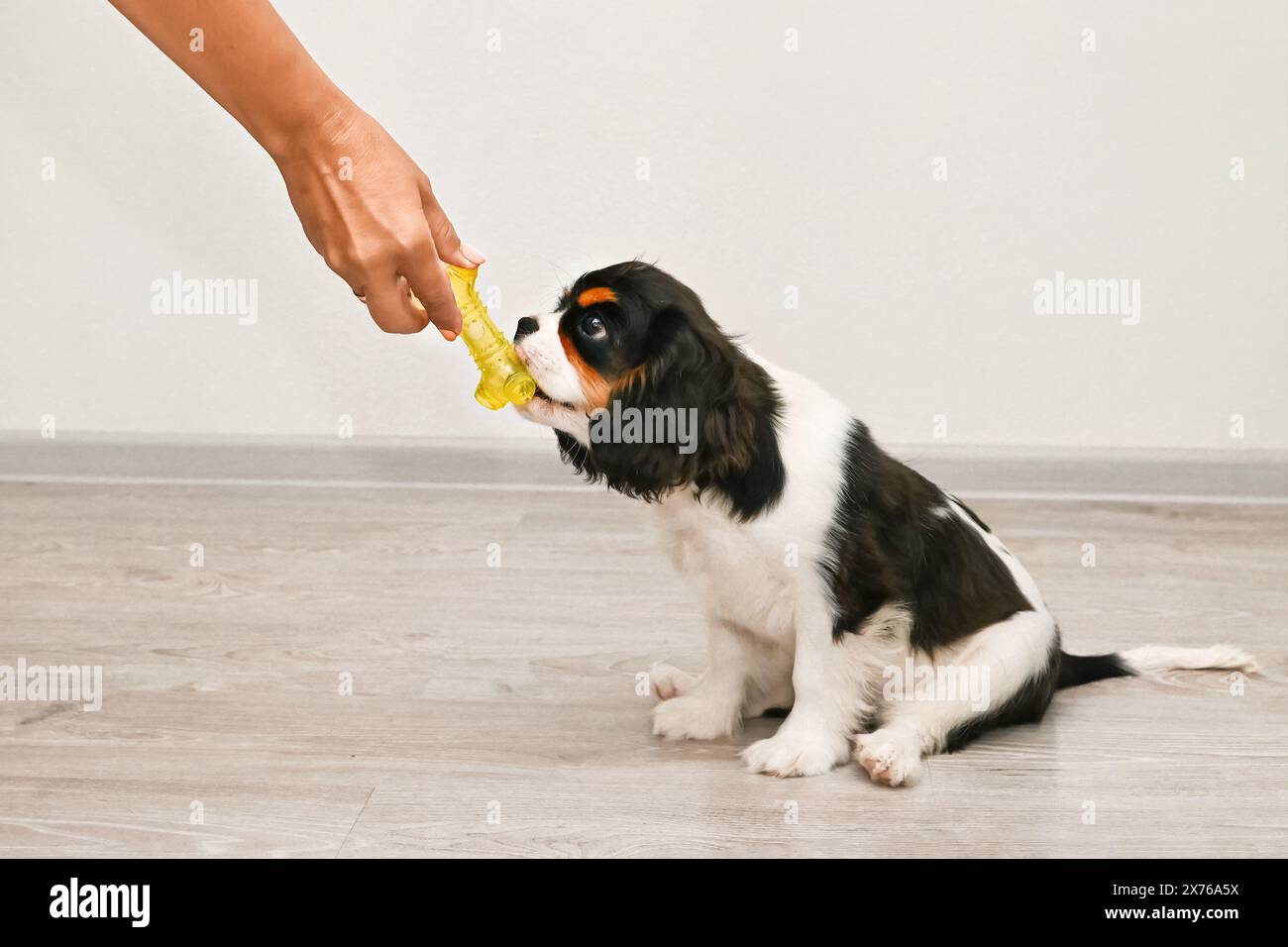 Una foto in studio di un simpatico cucciolo del Cavalier King Charles Spaniel seduto sul pavimento con la bocca aperta e che prende una delizia da una mano. Il cucciolo lo è Foto Stock