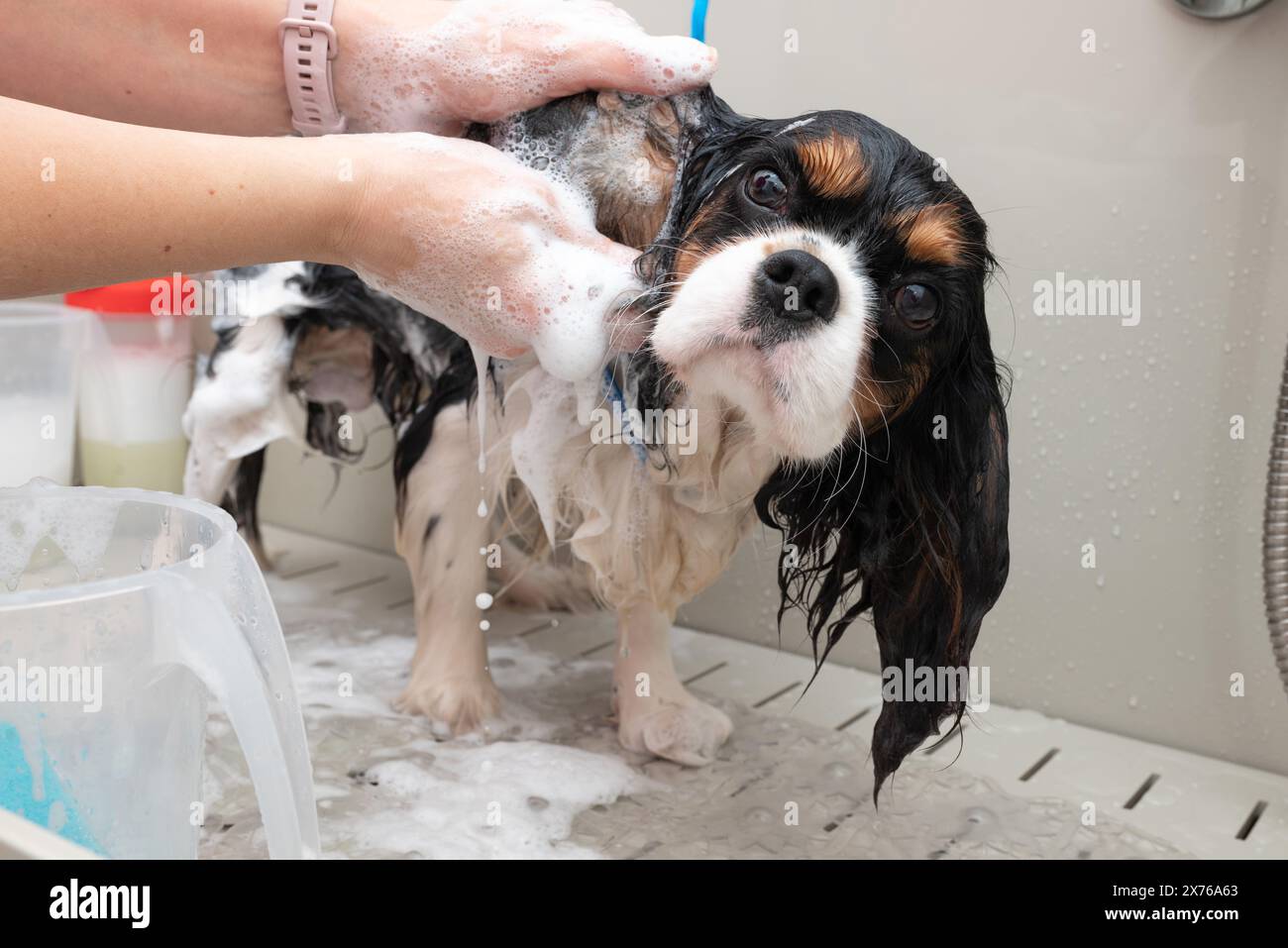 Divertente ritratto del cane spaniel Cavalier King Charles che fa la doccia con lo shampoo. il cane fa un bagno di bolle in un salone di cura degli animali. Foto Stock