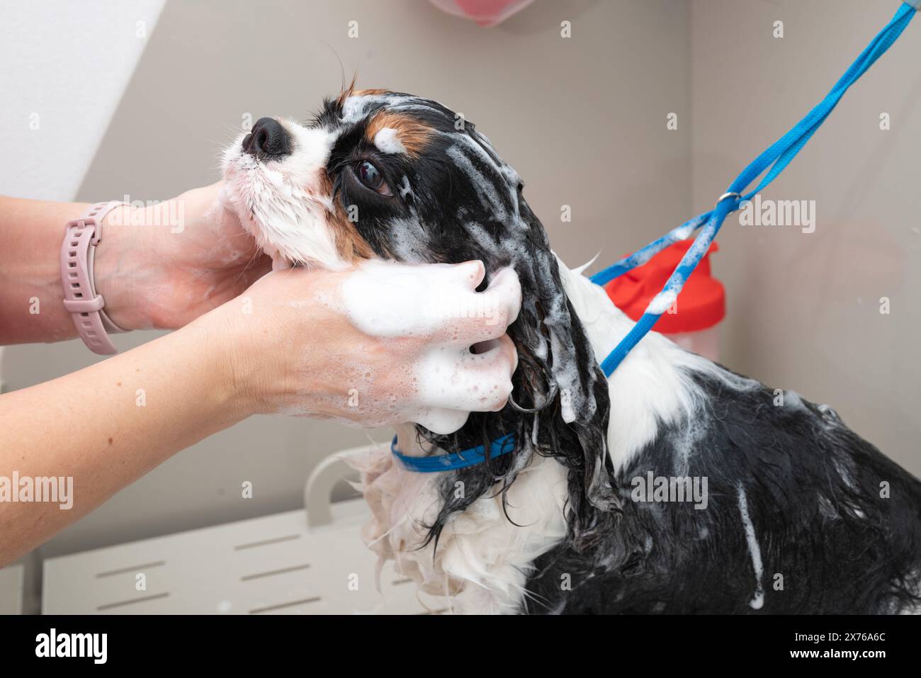 Il cane ha un collare con un guinzaglio attaccato ed è in piedi in una vasca da bagno circondata da pareti bianche e un tappetino antiscivolo sul pavimento. E' un piccolo Foto Stock