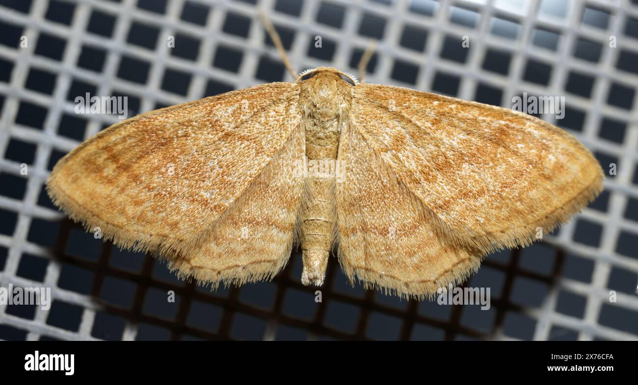 Farfalla, falena, idaea ochrata Scopoli di bel colore marrone, foto isolata dell'animale Foto Stock