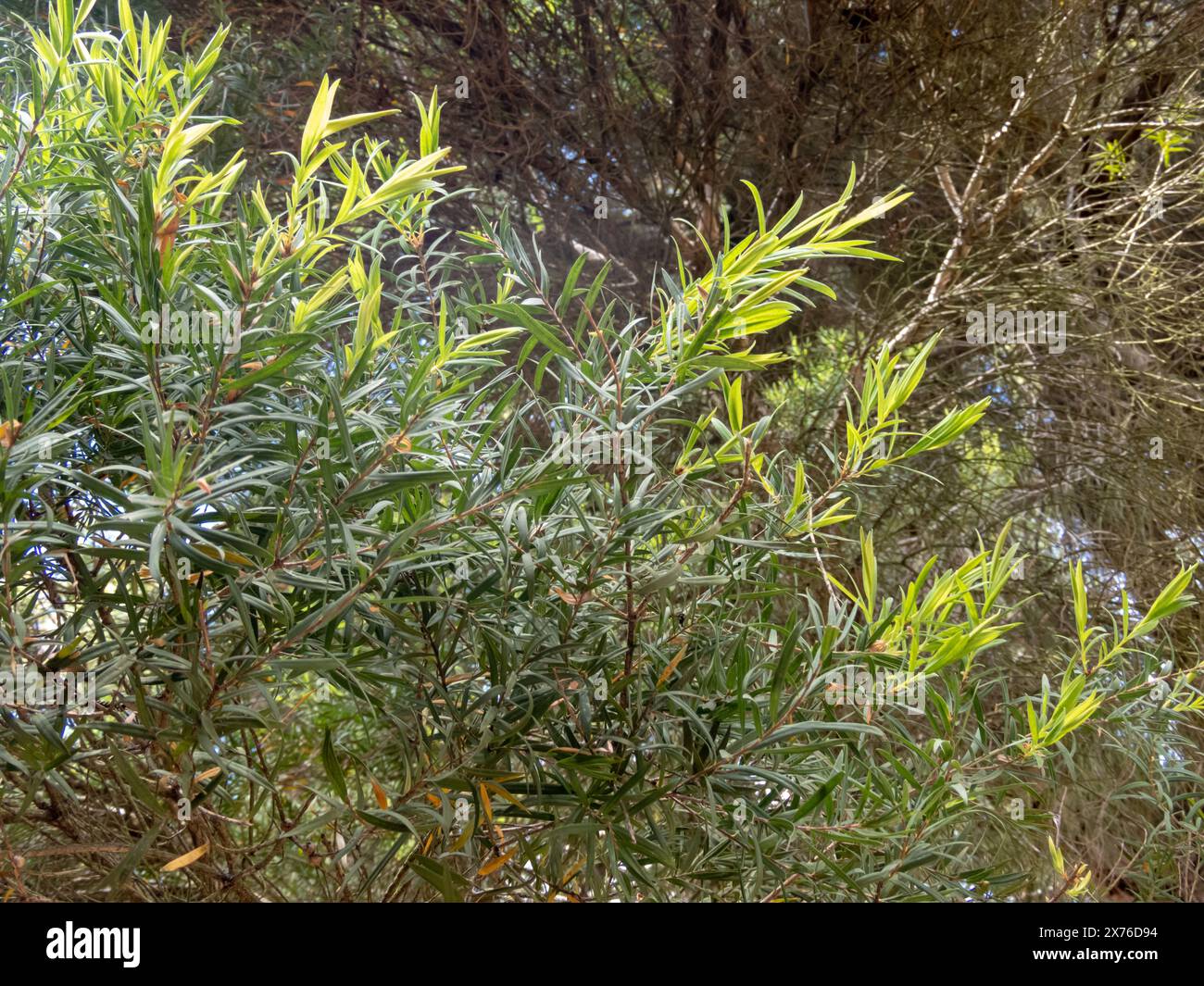 Melaleuca linariifolia, neve in estate, corteccia di carta a foglia stretta, corteccia di lino o foglie di budjur e germogli in primo piano. Foto Stock