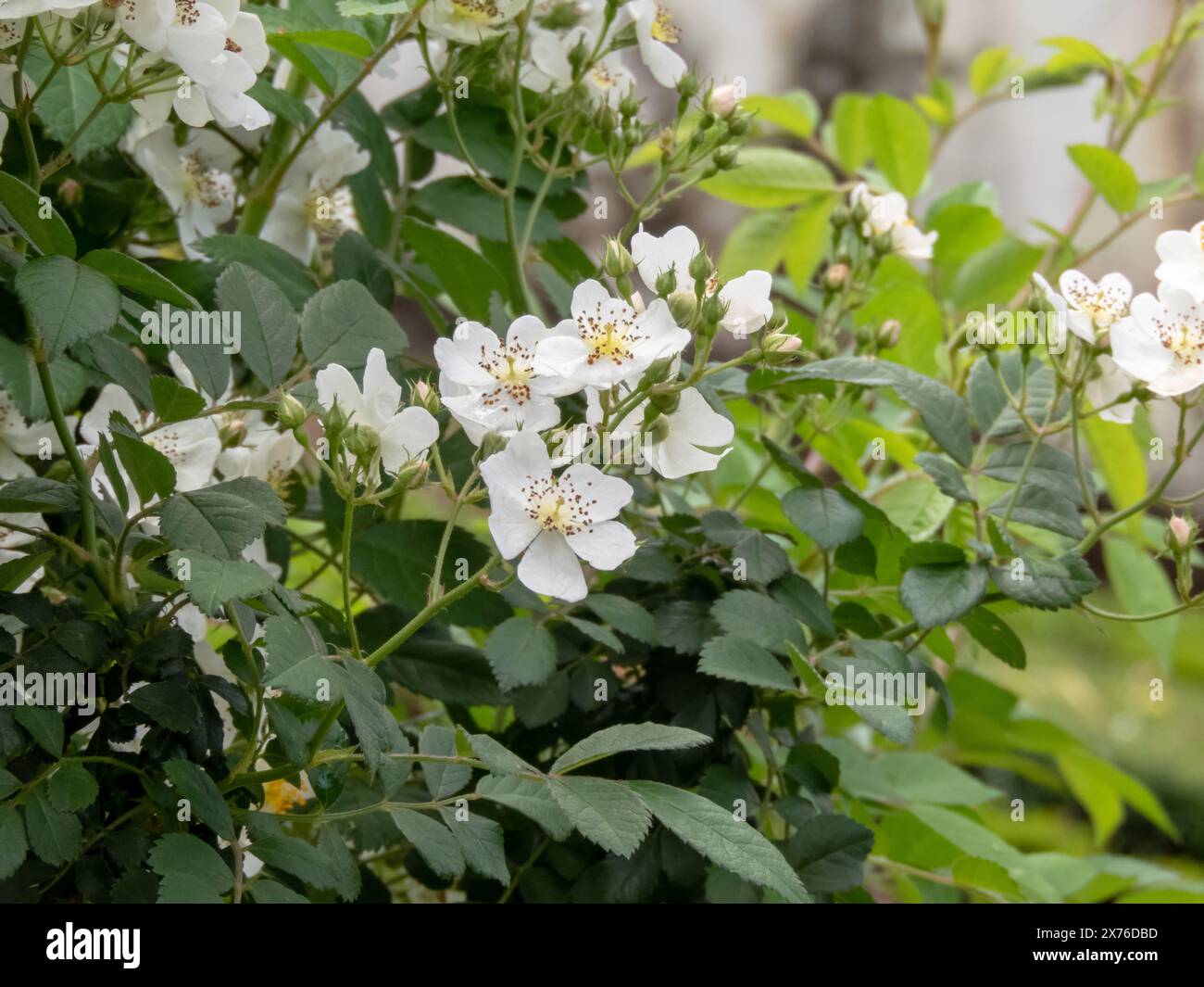 Rosa multiflora o Rosa poliantha pianta. Rosa multiflora o rosa baby o rosa giapponese o rosa a molti fiori o rosa a sette sorelle o rosa Eijitsu o. Foto Stock