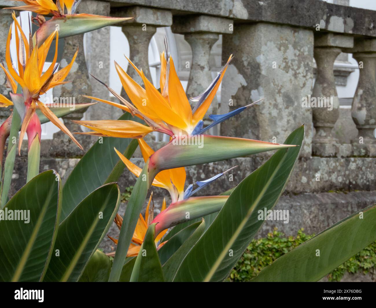 Fiori di Strelitzia. Uccello del paradiso o pianta fiorita della gru. Strelitzia reginae. Foto Stock